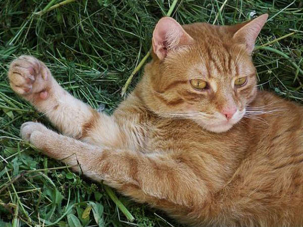 अब तक की सबसे लंबी बिल्ली जो रिकॉर्ड 48.5 इंच की है अब तक की सबसे लंबी बिल्ली जो रिकॉर्ड 48.5 इंच की है