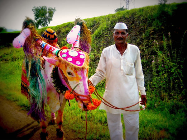 ऐसे किया जाता है बैलों का धन्यवाद