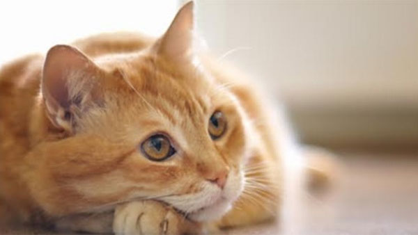 आइजैक न्यूटन ने बिल्ली के लिए डोर का आविष्कार किया था आइजैक न्यूटन ने बिल्ली के लिए डोर का आविष्कार किया था