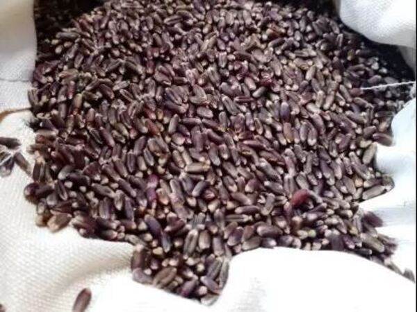 ​काला चावल