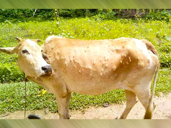 लंपी स्किन डिजीज के कारण लंपी स्किन डिजीज के कारण