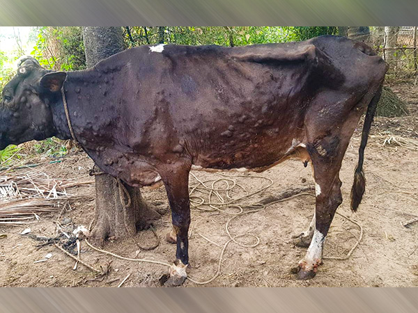 लंपी स्किन बीमारी के लक्षण लंपी स्किन बीमारी के लक्षण