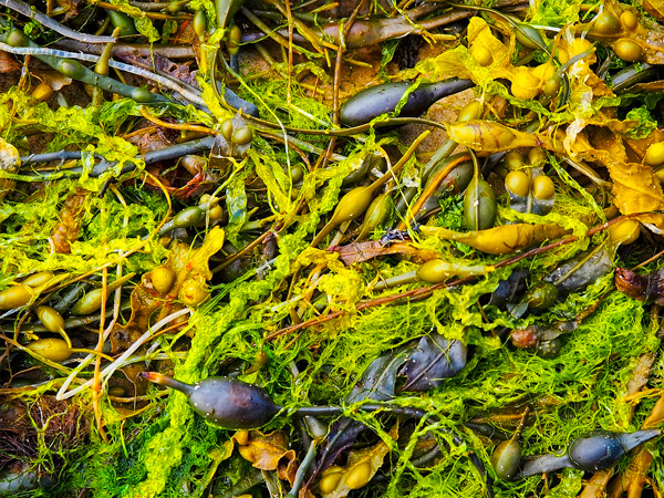 क्या है सी-वीड