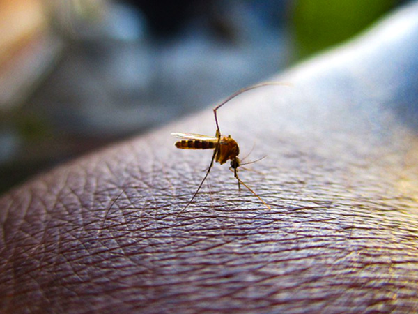 किनसे मच्छर होते है आकर्षित