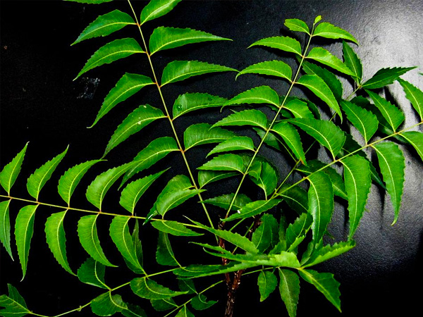 नीम के पत्तों से दूर होंगे रैशेज