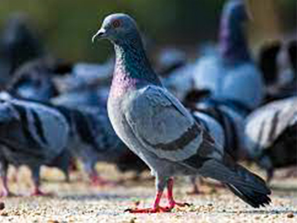 पशु पक्षियों की सेवा करें