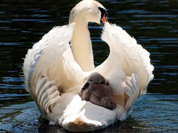 जानवरों को न सताएं