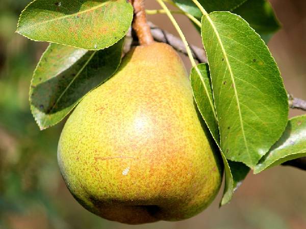 वजन कम करने में फायदेमंद