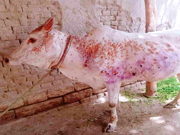 क्या बीमारियां इंसानों को प्रभावित कर सकती हैं?