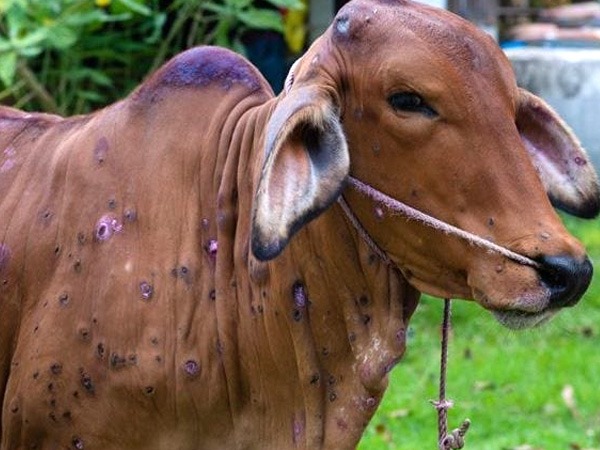 इस बीमारी के लक्षण