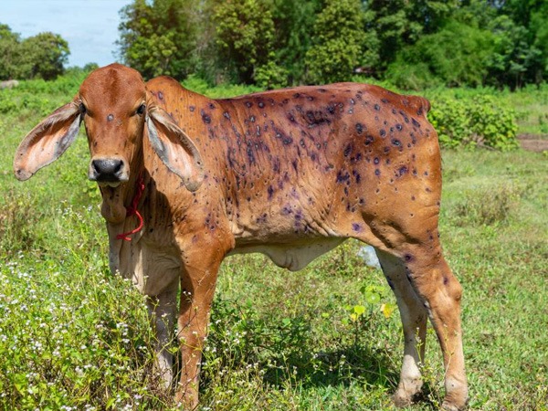 क्या जोखिम बढ़ाता है?