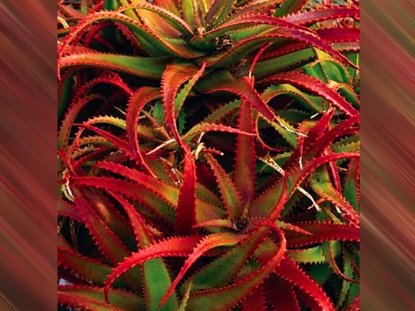 लाल एलोवेरा की इतनी मांग क्यों है?