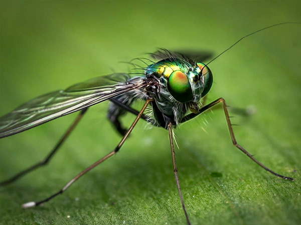 ट्रांसमिशन: