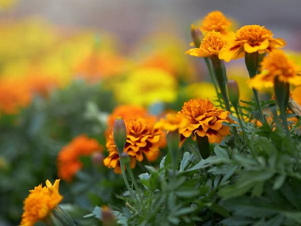 ताजे फूलों से महकाएं घर