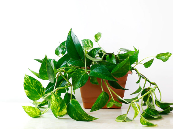 मनी प्लांट - 