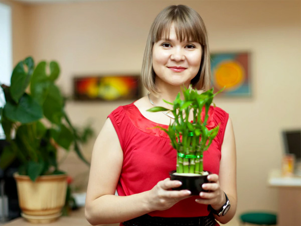 बैम्बू ट्री -