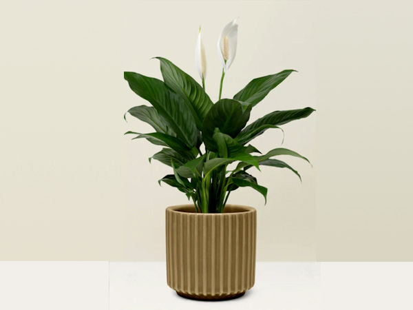 पीस लिली - 