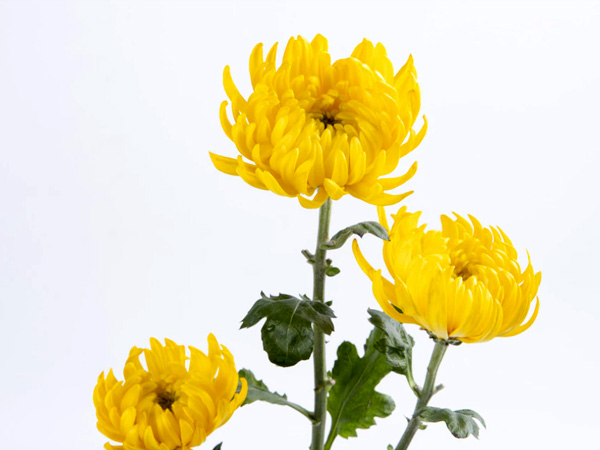 सेवंती -