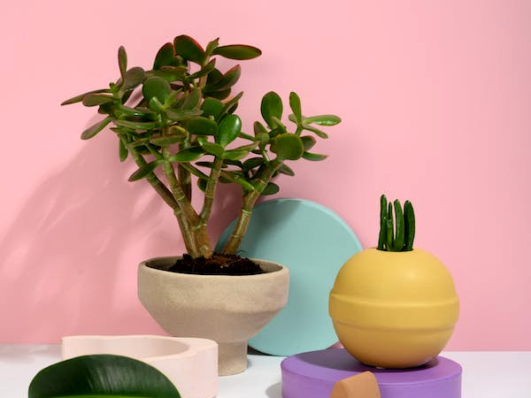 क्रासला-