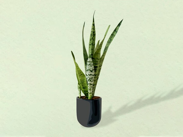 स्नेक प्लांट : 