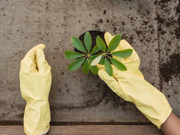 6: हड्डियों को बनाता है मजबूत