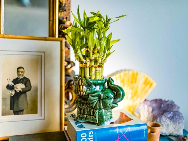 4. सौभाग्य के लिए फेंग शुई आइटम: लकी बांस