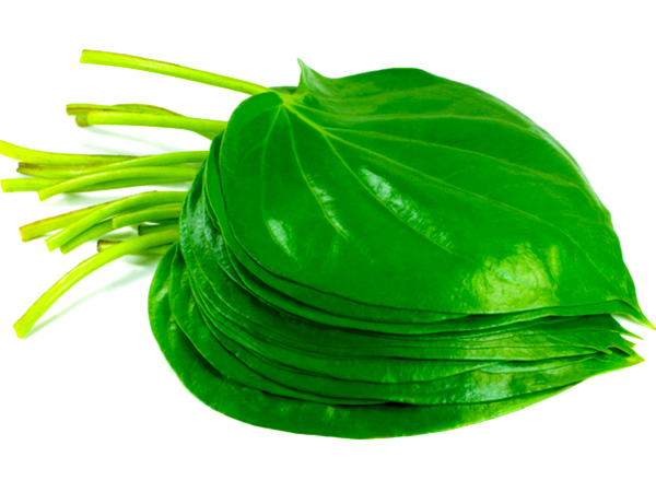 These Homemade Paan And Ghee Pack Is Beneficial For Hair in hindi These Homemade Paan And Ghee Pack Is Beneficial For Hair in hindi