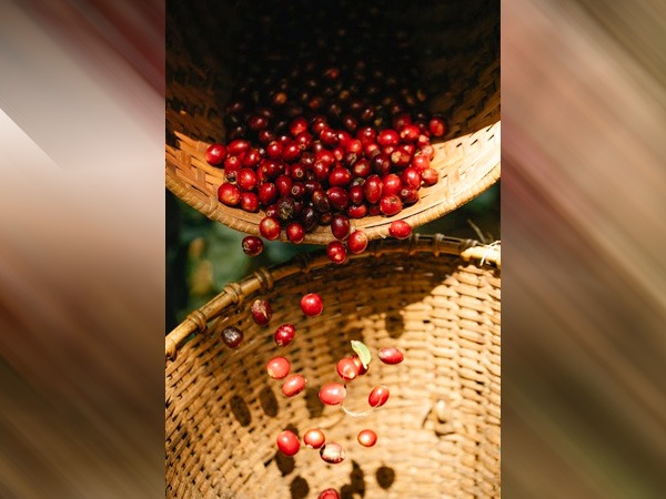 टार्ट चेरी आपकी प्रतिरक्षा प्रणाली को बढ़ावा देने में मदद कर सकती है-