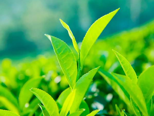 6. ग्रीन टी की पत्तियां