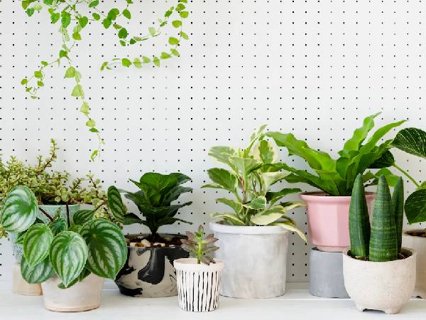 2. इंडोर प्लांट्स