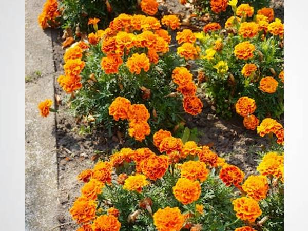 गेंदा के फूल का फेस पैक