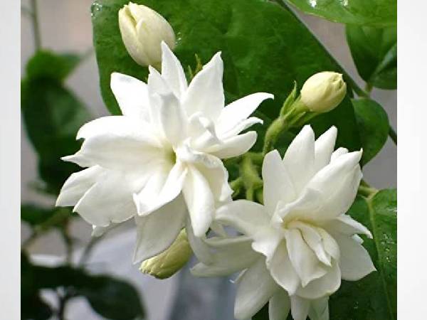 1. मोगरे के फूल का फेस पैक