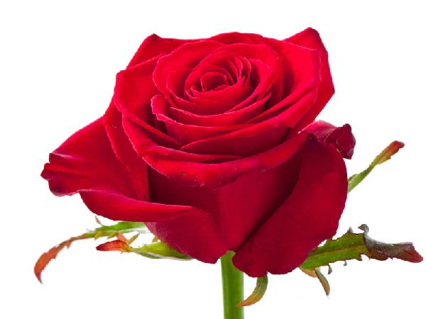 गुलाब के फूल का फेस पैक