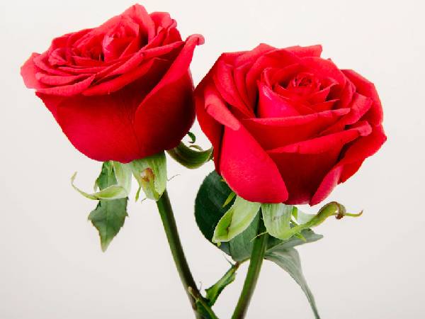 गुलाब और ओट का स्क्रब गुलाब और ओट का स्क्रब