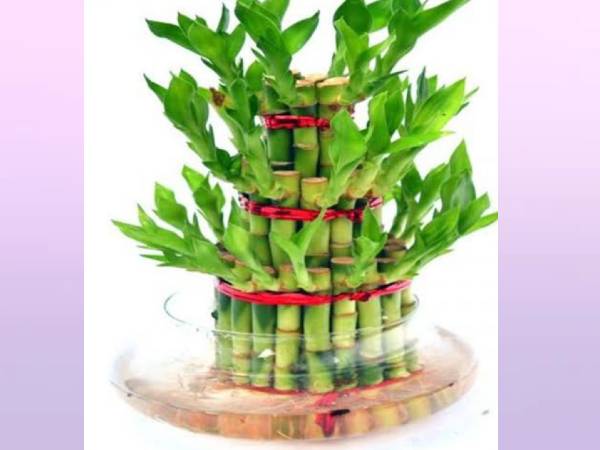 5. बांस का पौधा