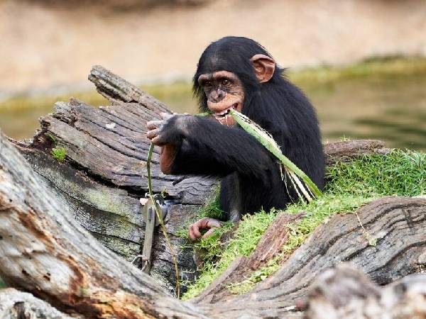 बंदर, कुत्ता और सांप दिखना