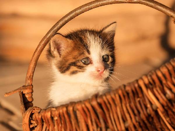 घर में बिल्ली के बच्चे का जन्म होना