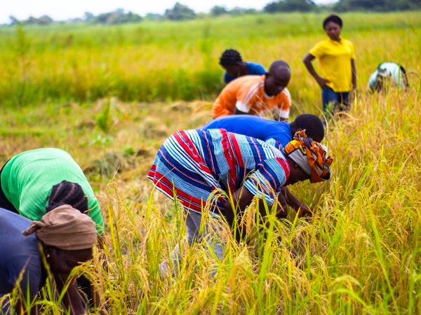 राष्ट्रीय किसान दिवस का इतिहास