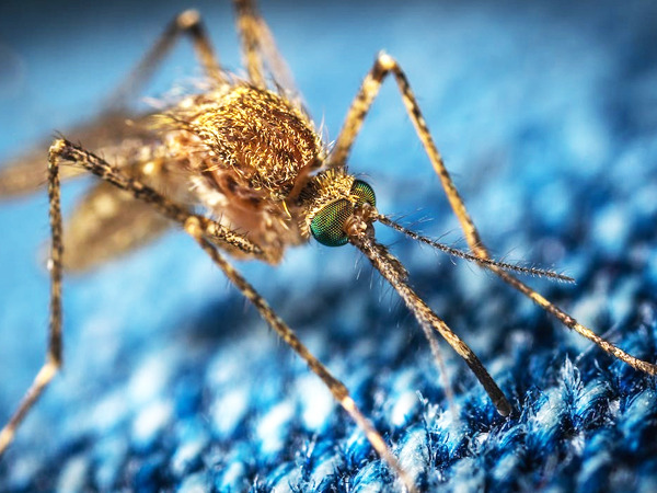  चिकनगुनिया