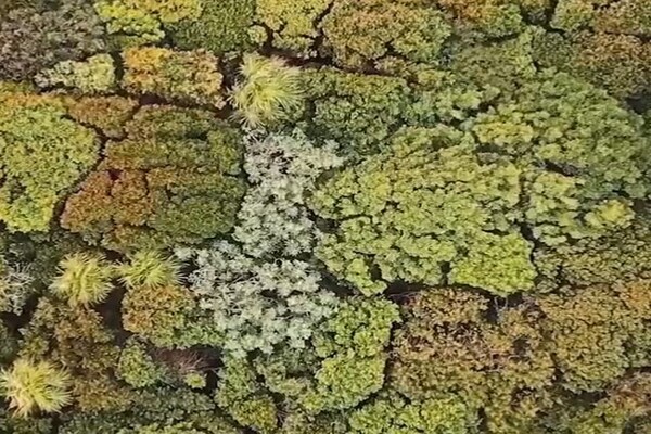 Trending Video Trending Video