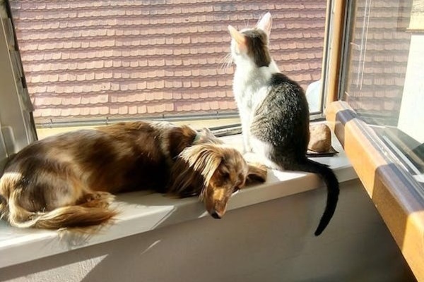 पालतू जानवर से भी होता है एयर पॉल्यूशन