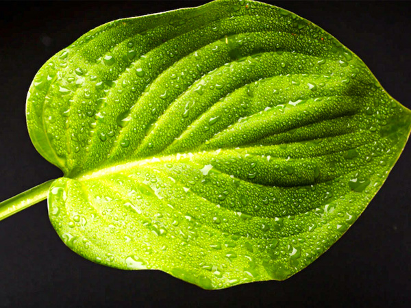 हेयर मास्क बनाने का तरीका-