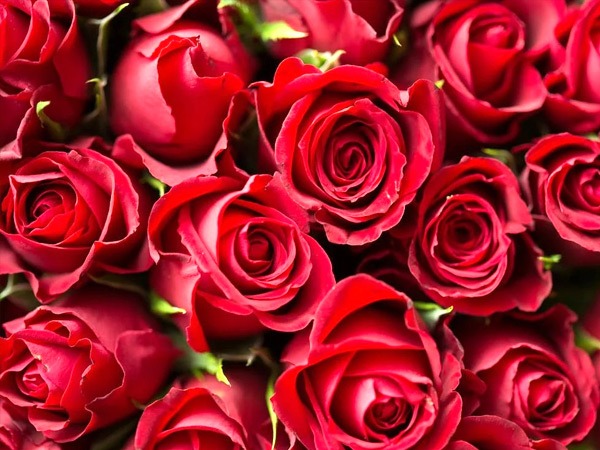 इम्यून सिस्टम को करता है मजबूत 