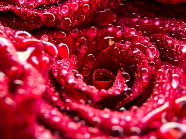 गुलाब की पंखुड़ियाँ इनका अच्छा स्रोत हैं- 