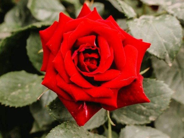 कब्ज से देता है राहत