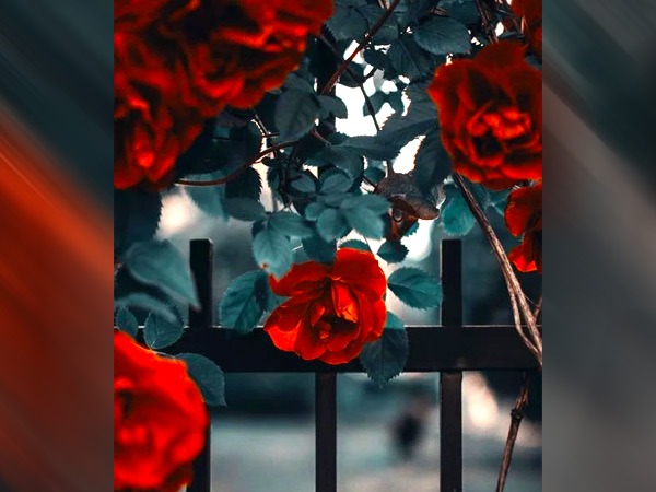 गुलाब की पंखुड़ियों से आंखों की सूजन कम होती है-