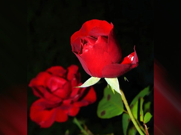 गुलाब की चाय बनाकर जो एक ट्रेडिशनल चीनी चिकित्सा का हिस्सा है, पी सकते हैं। गुलाब की चाय पीने से-आपके ये लाभ होते हैं-