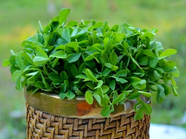 मेथी लीव्स का हेयर कलर बनाने का तरीका-