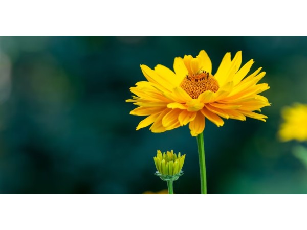 2. सूरजमुखी का तेल