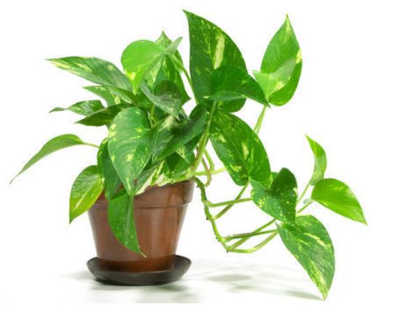 लगाएं तुलसी या मनी प्लांट 